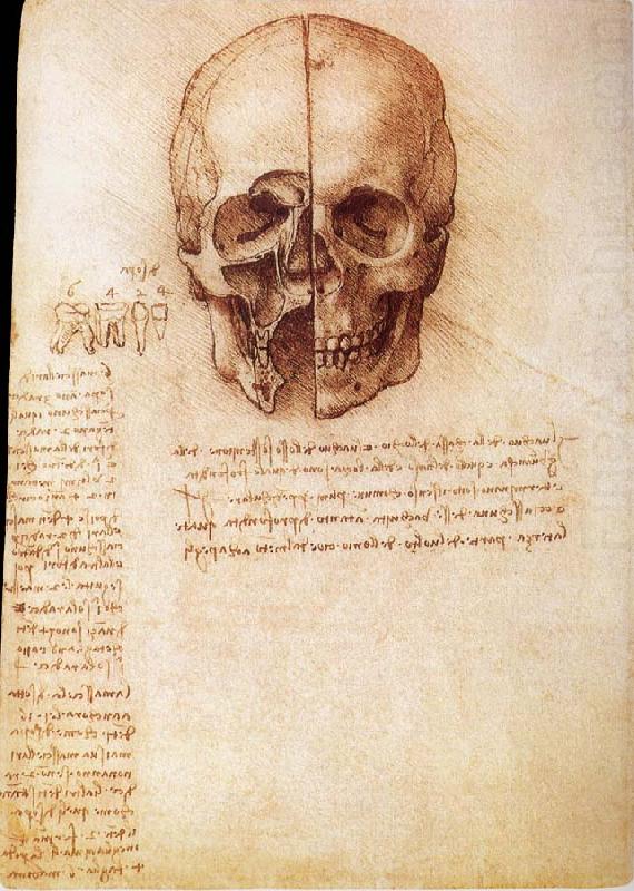 Anatomy of the Schadels, LEONARDO da Vinci